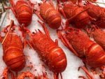 lobsters