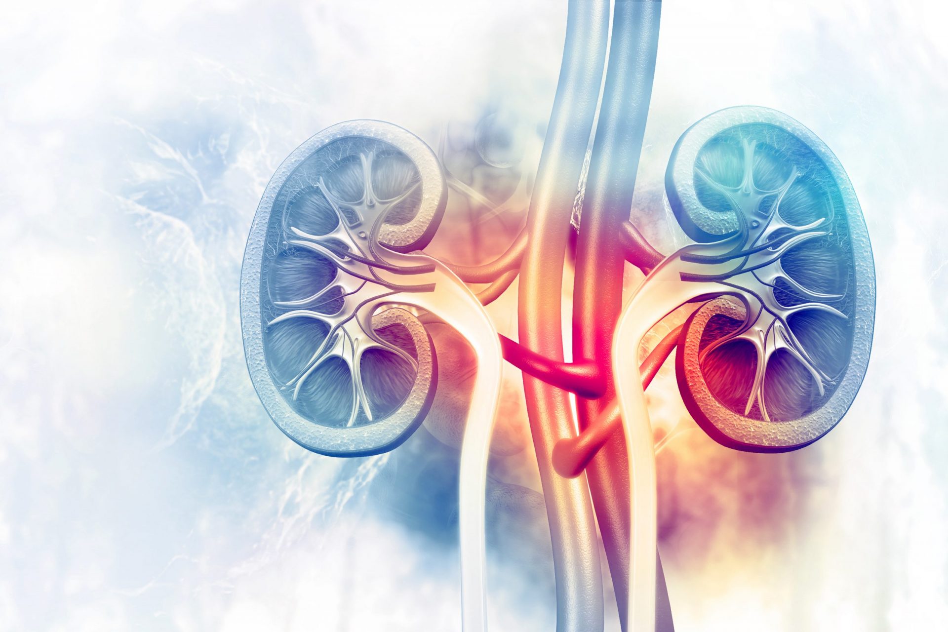 Early detection key to preventing kidney disease - Retail Pharmacy