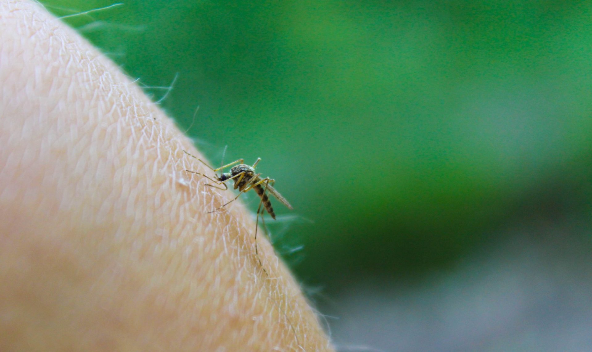 risk-of-japanese-encephalitis-highlighted-ahead-of-easter-holidays