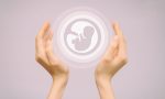 Two female hands hold an icon of a human embryo. Close-up, pink isolated background. The concept of the origin of the world