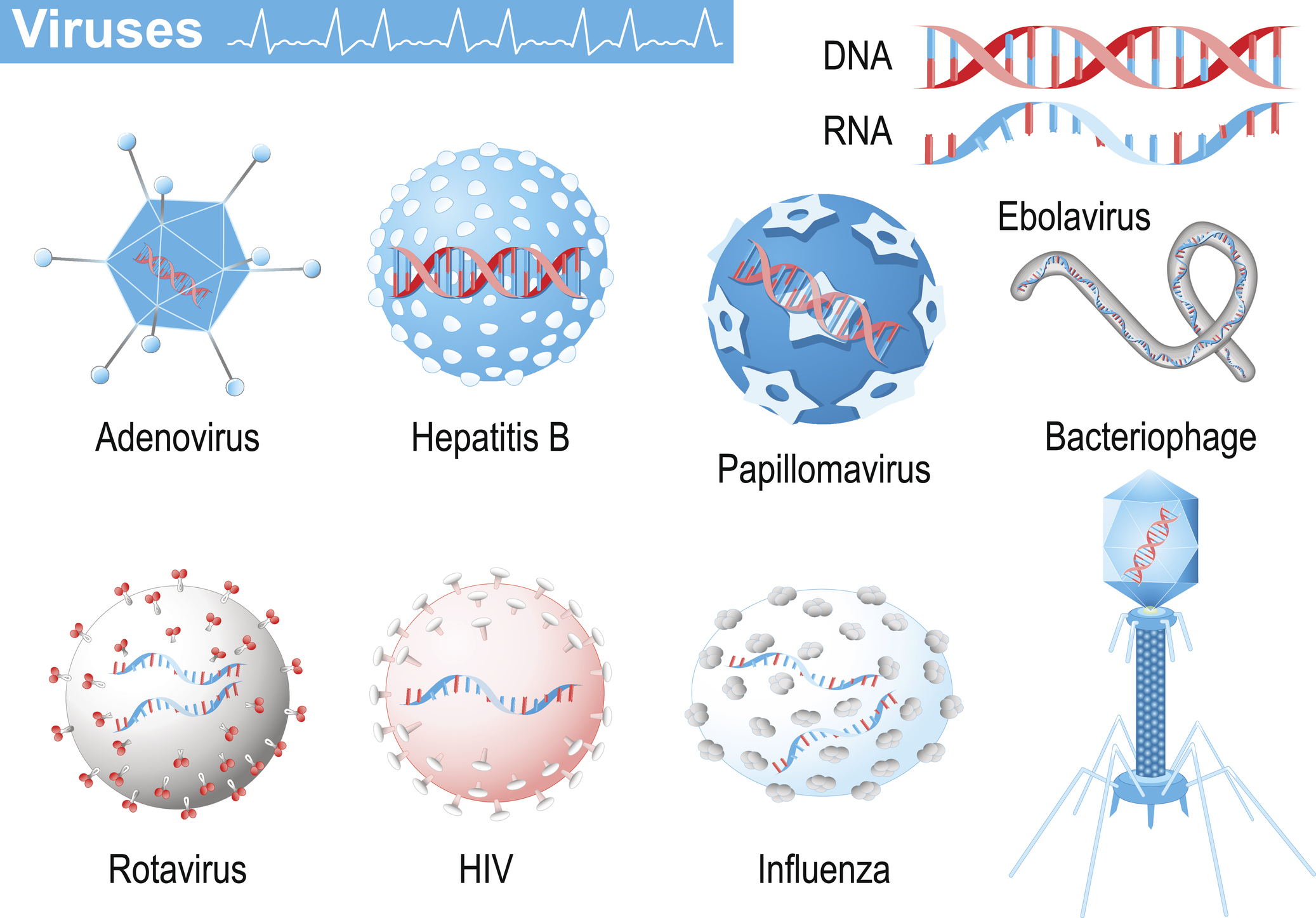 New virus genome pipeline paves way for disease and pandemic cures and prevention  – Retail Pharmacy